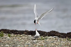Paradisea: Arctic Tern - fighting intruder from nest site