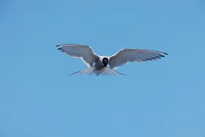 Paradisea: Arctic Tern - fishing