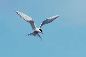 Paradisea: Arctic Tern - fishing