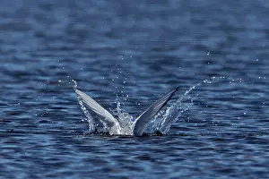 Paradisea: Arctic Tern - fishing