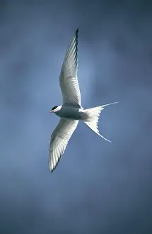 Sternidae: Arctic Tern in flight