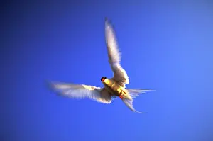 Terns: Arctic tern in flight