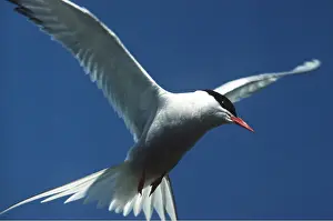Terns: ARCTIC TERN - in flight
