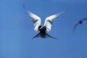 Terns: ARCTIC TERN - in flight