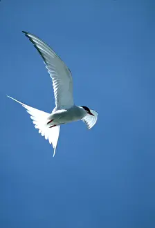 Tern: ARCTIC TERN - in flight