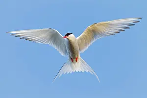 Soaring: Arctic Tern - in flight