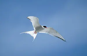 Sterna: Arctic Tern - in flight