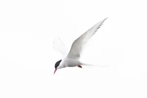 Tern: Arctic Tern flight