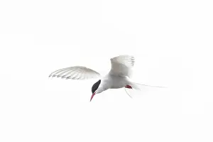 Tern: Arctic Tern flight