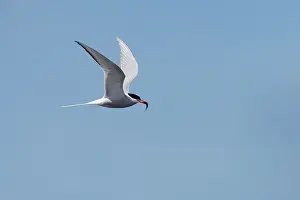 Paradisea: Arctic Tern - in flight with fish