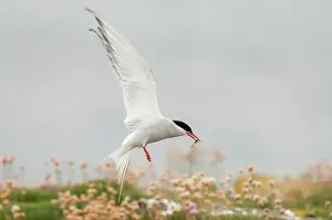 Tern: Arctic Tern - in flight with fish in bill