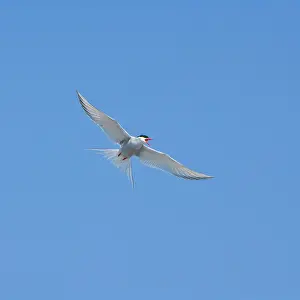 Paradisaea: Arctic Tern in flight in Iceland