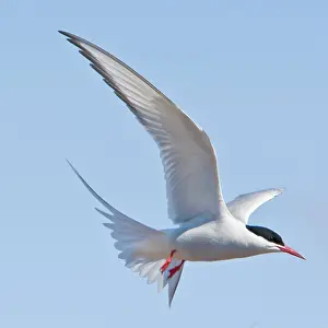 Paradisaea: Arctic Tern in flight in Iceland