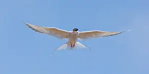 Paradisaea: Arctic Tern in flight in Iceland