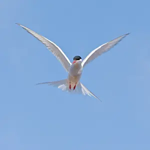 Paradisaea: Arctic Tern in flight in Iceland