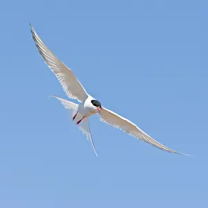 Paradisaea: Arctic Tern in flight in Iceland