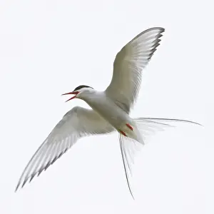 Sterna: Arctic Tern in flight in Iceland