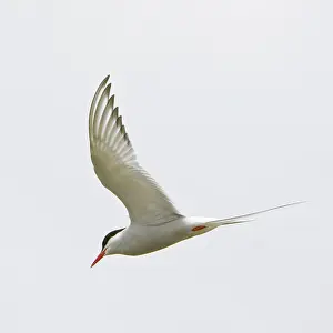 Sterna: Arctic Tern in flight in Iceland