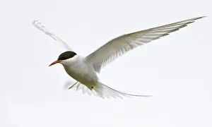 Sterna: Arctic Tern in flight in Iceland