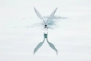 Tern: Arctic Tern - in flight with reflection