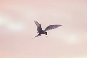 Sterna: Arctic Tern - flying bird in evening light - Iceland
