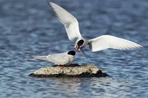 Passing: Arctic Tern - food pass