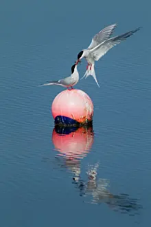 Buoy: Arctic Tern - food pass on buoy