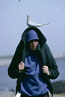 Tern: Arctic Tern - on head of young boy