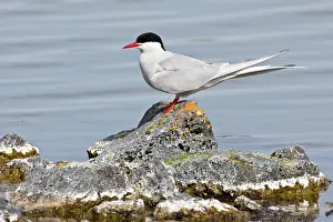 Paradisaea: Arctic tern at Lake Myvatn, Iceland