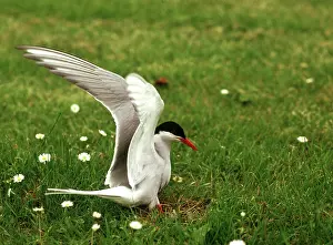Terns: Arctic tern at nest