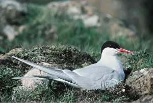 Terns: ARCTIC TERN - on nest