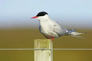 Paradisea: Arctic Tern - on post