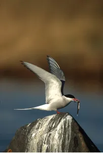 Tern: ARCTIC TERN - on rock, with fish in beak