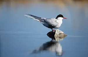 Tern: ARCTIC TERN - on rock, in water