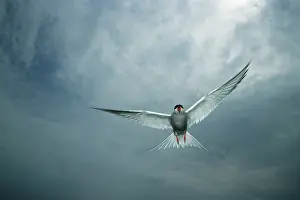 Intruder: Arctic Tern - Showing aggression towards intruder