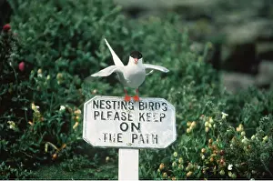 Signs: ARCTIC TERN - on sign in nesting area