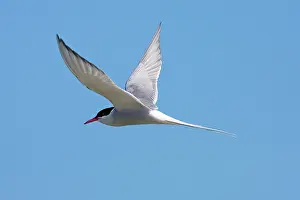David Kilbey: Arctic Tern - Single adult in flight, North Uist