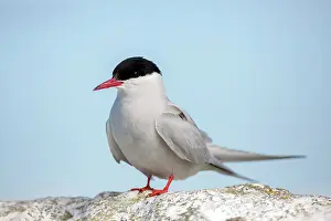 Paradisea: Arctic tern (Sterna paradisaea). Farne Islands (England)