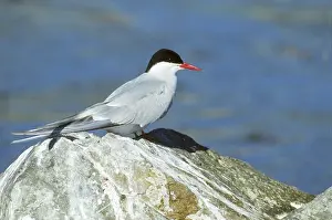 Guano: Arctic Tern (Sterna paradisaea)