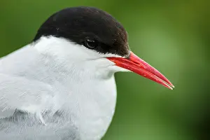 Sterna: Arctic Tern (Sterna paradisaea) - adult portrait