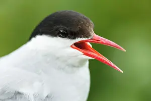 Sterna: Arctic Tern (Sterna paradisaea) - adult portrait