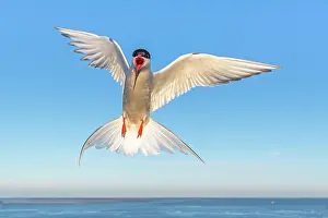 Paradisaea: Arctic tern (Sterna paradisaea) on approach, Eidersperrwerk