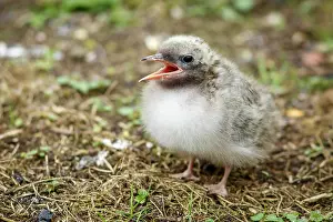 Sterna: Arctic Tern (Sterna paradisaea) - chick on breeding