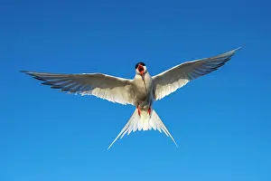 Paradisaea: Arctic tern (Sterna paradisaea) in flight, calling