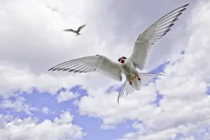Shout: Arctic Tern (Sterna paradisaea) in flight. Farne