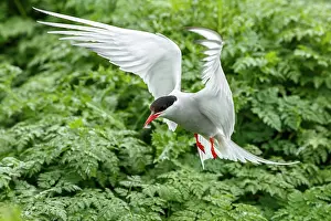 221220: Arctic Tern (Sterna paradisaea) - in flight - Farne