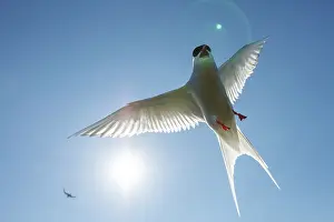 Sterna: Arctic Tern (Sterna paradisaea) - in flight - Farne
