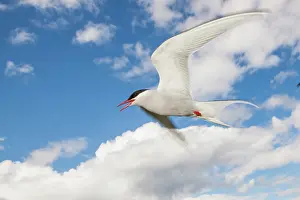 Shout: Arctic Tern (Sterna paradisaea) in flight. Scotland