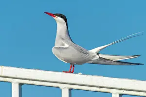 Paradisaea: Arctic tern (Sterna paradisaea) in flight, sitting