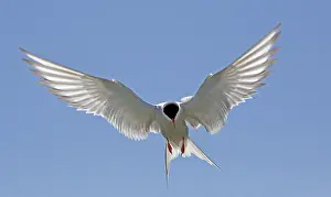 Sterna: Arctic tern (Sterna paradisaea) hovering against
